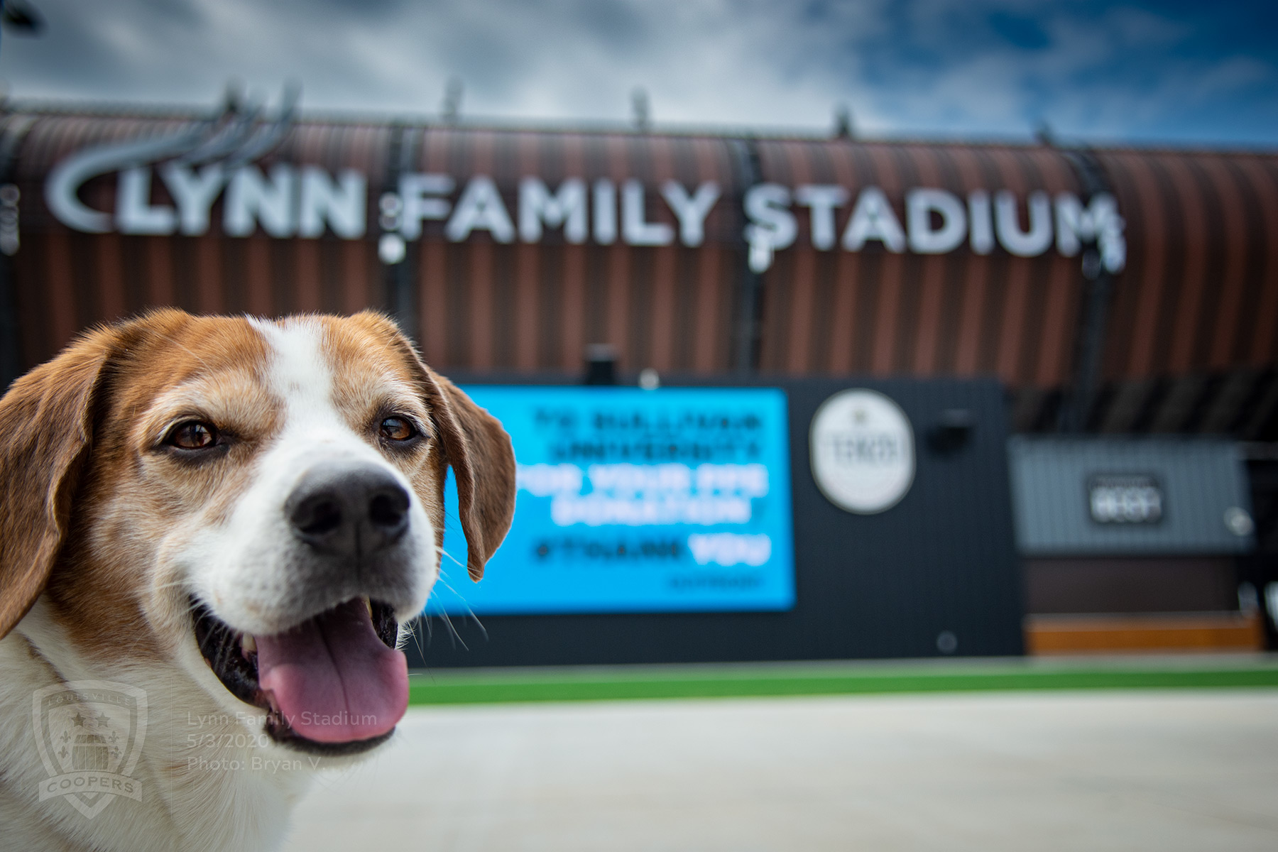 Happy Beagle at Lynn Family Stadium - May 2020