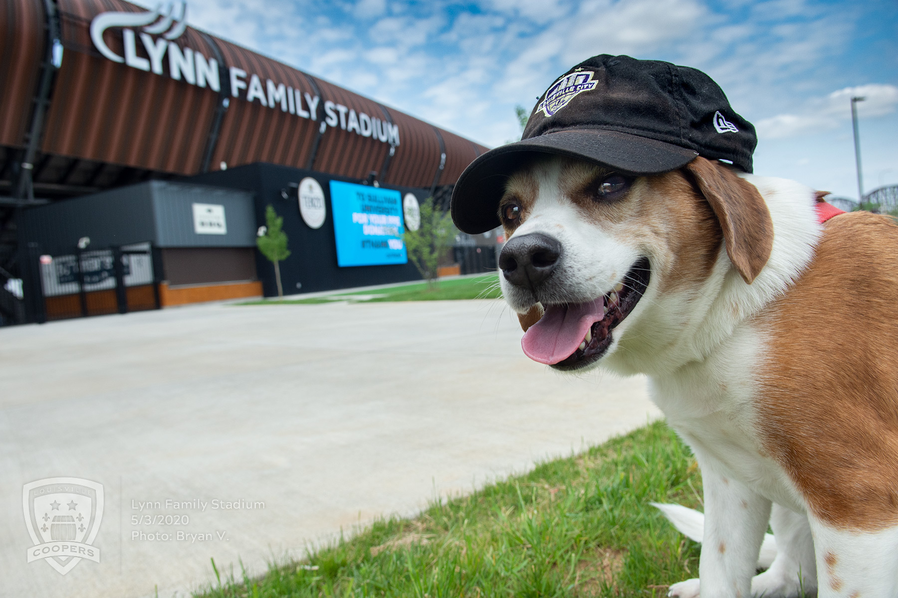 Happy Beagle with a Louisville City hat at Lynn Family Stadium - May 2020